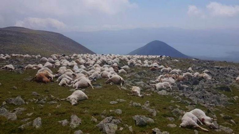 Goditja e rrufesë vret mbi 500 dele në Gjeorgji – detajet dhe pamjet horror nga vendi i ngjarjes