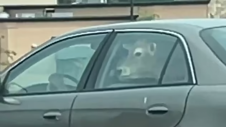 Një lopë që shikon nga pjesa e pasme e një makine në Wisconsin – pamjet bëhen virale