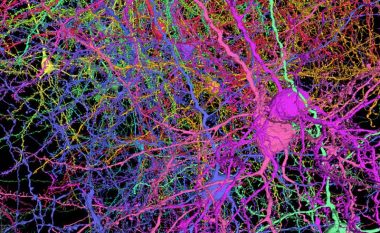 Shkencëtarët kanë hartuar 500 milionë lidhje në një pjesë të vogël të trurit të miut