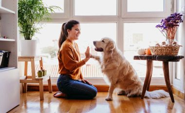 Pesë mënyra se si qentë përdorin gjuhën e trupit për të komunikuar me ne