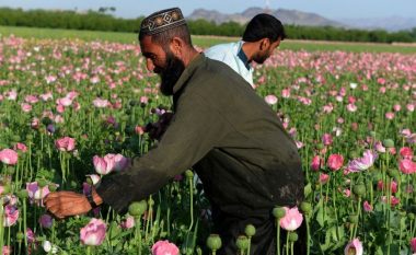 Sa opium prodhohet dhe cili është ‘rekordi’ i talebanëve – ku përfundon droga e prodhuar në Afganistan?