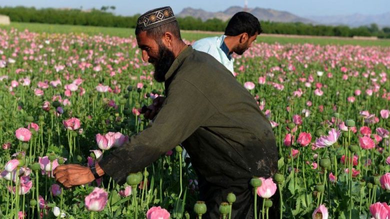 Sa opium prodhohet dhe cili është ‘rekordi’ i talebanëve – ku përfundon droga e prodhuar në Afganistan?