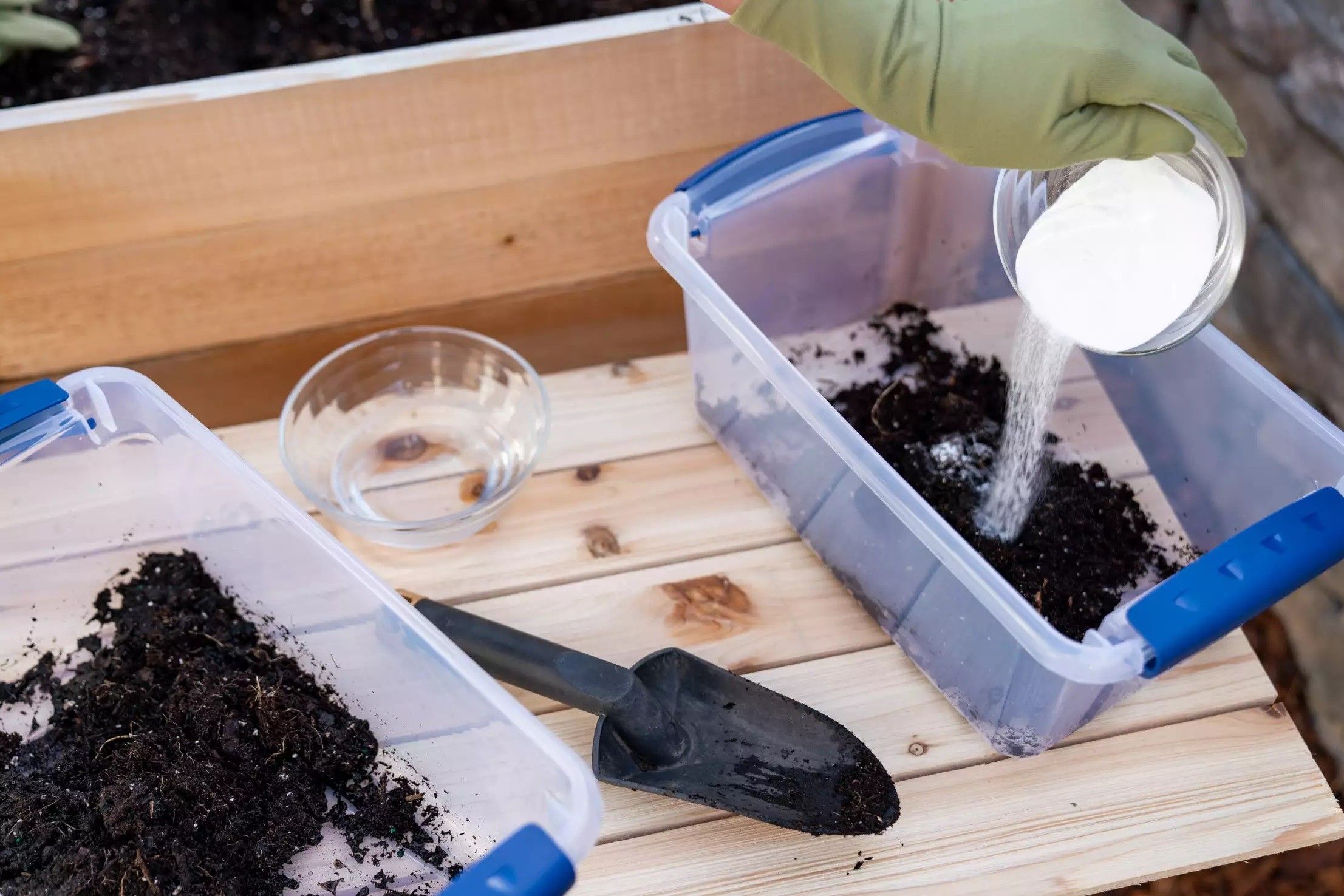 A common reason why plants in the garden do not germinate or wither