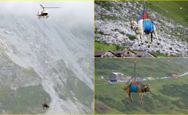 A keni parë ndonjëherë një lopë të “fluturojë”? Eh po, kjo është pothuajse normale në Zvicër!