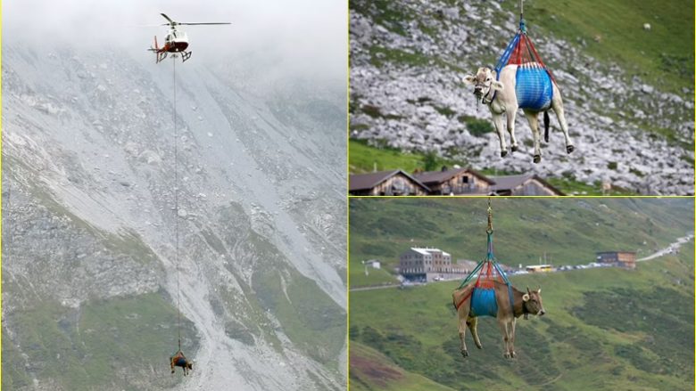 A keni parë ndonjëherë një lopë të “fluturojë”? Eh po, kjo është pothuajse normale në Zvicër!