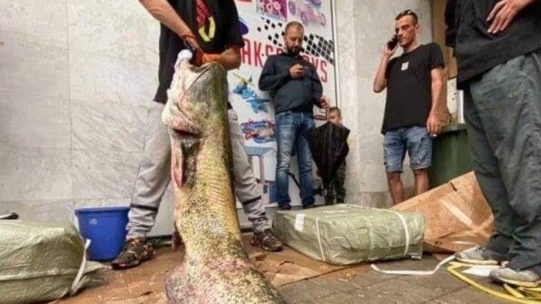 Shkupjani nga Vardari peshkon krap me peshë prej 82 kilogramëve