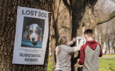 Tre mënyra për të marrë ndihmën e komunitetit tuaj për të gjetur një kafshë shtëpiake të humbur