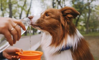 Bazat e hidratimit të qenit: Për çfarë kanë nevojë dhe pse