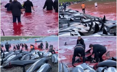 Masakra e tmerrshme dhe e panevojshme, në Ishujt Faroe vriten afro 1.500 delfinë në kuadër të gjahut tradicional