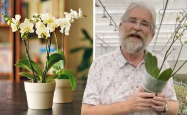 Orkidea: Si ta kuptoni që bima ka nevojë për ujitje