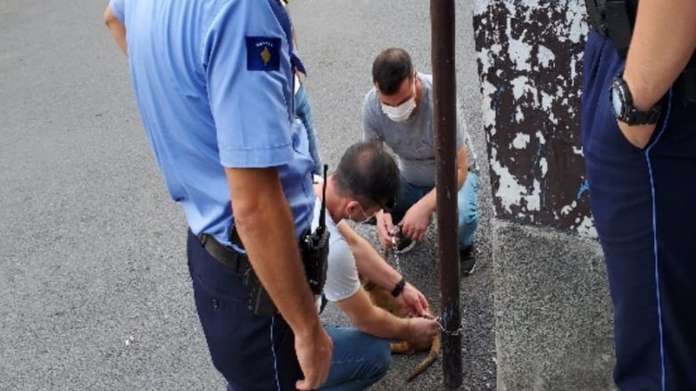 Iu vidhet qeni dy pjesëtarëve të personelit të KFOR-it në Prizren