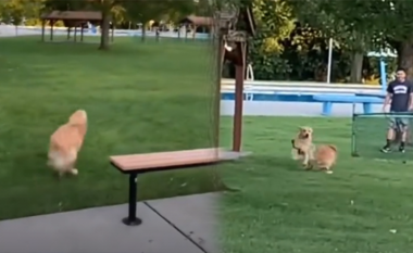 Takimi pas disa muajve i dy qenve vëllezër, bëhet viral në rrjetet sociale