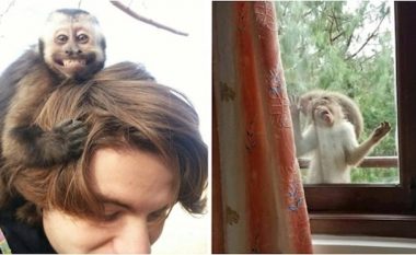Shikoni imazhet ndër më qesharaket të majmunëve