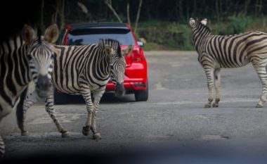 Pesë zebra të arratisura shihen duke shëtitur rrugëve të Maryland