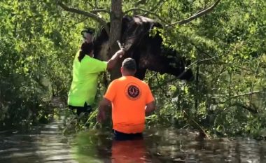 Një lopë në Luiziana shpëtohet pasi ngeci në një pemë për shkak të përmbytjeve