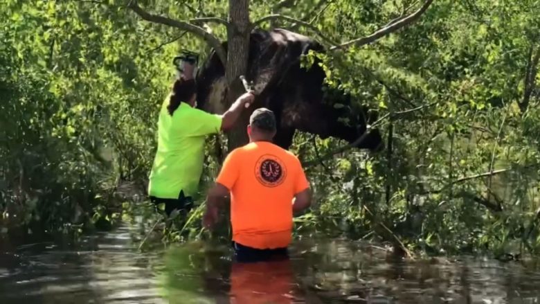 Një lopë në Luiziana shpëtohet pasi ngeci në një pemë për shkak të përmbytjeve