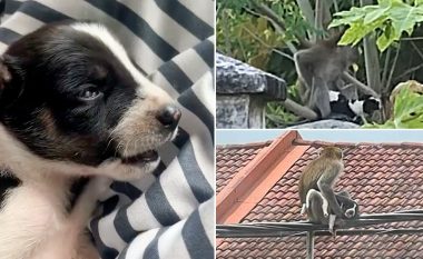 Majmuni në Malajzi rrëmben këlyshin dhe e mban peng për tre ditë në pemë