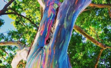Eukalipti me ngjyra ylberi, një nga fenomenet natyrore më të rralla dhe më të bukura
