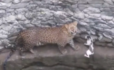 U gjend ‘aksidentalisht’ ballë për ballë me Leopardin, kafshët befasuan ata që menduan se më e keqja do t’i ndodhte maces