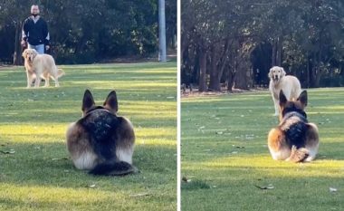 Një shephard gjerman përshëndet si një mace mikun retriever në park