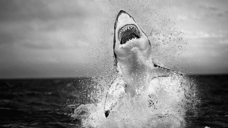 Fotografia më e mirë e Chris Fallowsit: Një peshkaqen i bardhë i madh fluturues!
