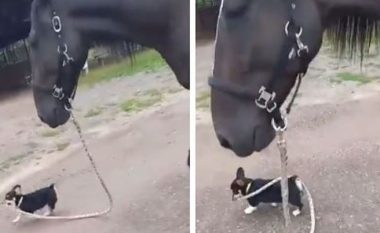 Qeni vendosi ta shëtiste kalin, skena u bë virale