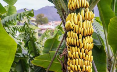 Një truk i thjeshtë që do t’i bëjë bananet të qëndrojnë më shumë