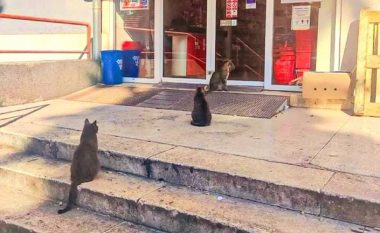 Macet që presin në radhë para një dyqani në Kroaci janë bërë një hit viral