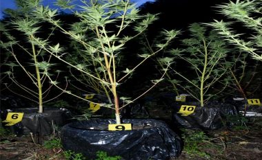 Kaçanik, arrestohen dy persona, u zunë duke kultivuar bimë narkotike