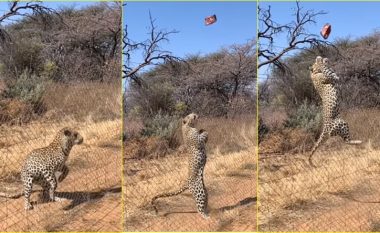 Kërcimi ‘mahnitës’ për një copë mishi i Leopardit – në një video me lëvizje të ngadaltë
