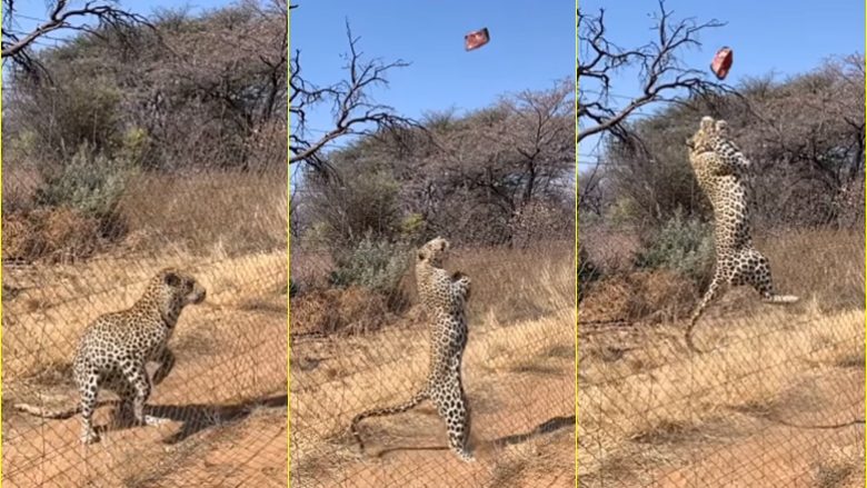 Kërcimi ‘mahnitës’ për një copë mishi i Leopardit – në një video me lëvizje të ngadaltë