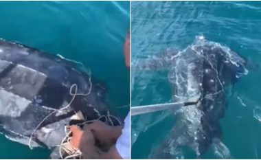 Breshka ‘më e madhe në botë’ shpëtohet në Detin Adriatik – u kap duke notuar derisa ishte e ngatërruar në një rrjetë