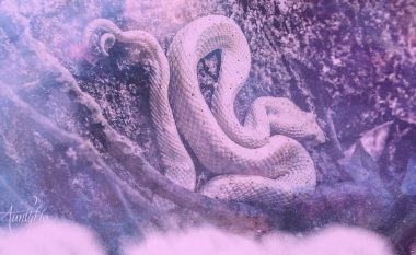 Tetë kuptime jo dhe aq ‘negative’ të ëndrrave me gjarpërinj