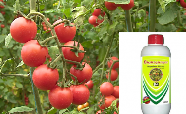 Konfiskohen domate me pesticide të ndaluar – kamionët u refuzuan nga një vend i BE-së