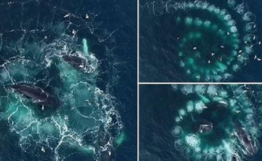 Pamje të mahnitshme të ‘rrjetës’ së fluskave spirale që balenat krijojnë për të kapur ushqimin