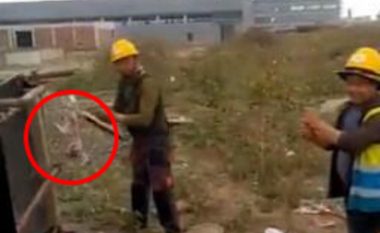 Ndodh edhe kjo në Serbi, dy punonjës kinezë rrjepin macen në mes të ditës në Zrenjanin – e përgatisnin për drekë