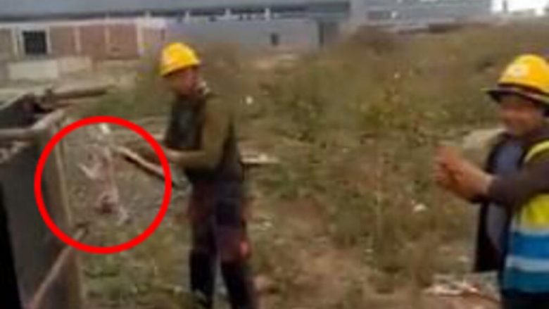 Ndodh edhe kjo në Serbi, dy punonjës kinezë rrjepin macen në mes të ditës në Zrenjanin – e përgatisnin për drekë