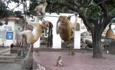 Ebola, HIV dhe viruse të tjerë vrasëse mund të trajtohen me antiviral të zhvilluar në majmunë