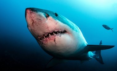 Një studim i realizuar së fundmi konstatoi se peshkaqenët e vegjël të bardhë nuk i dallojnë njerëzit nga fokat