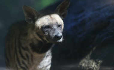 Humbi hundën, një pjesë të gojës dhe njërin sy – rrëfimi i 9-vjeçarit nga Zimbabveja që u sulmua nga hiena