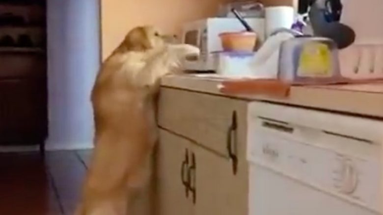 Reagimi i qenit pasi u kap duke vjedhur ushqim bëhet hit në internet