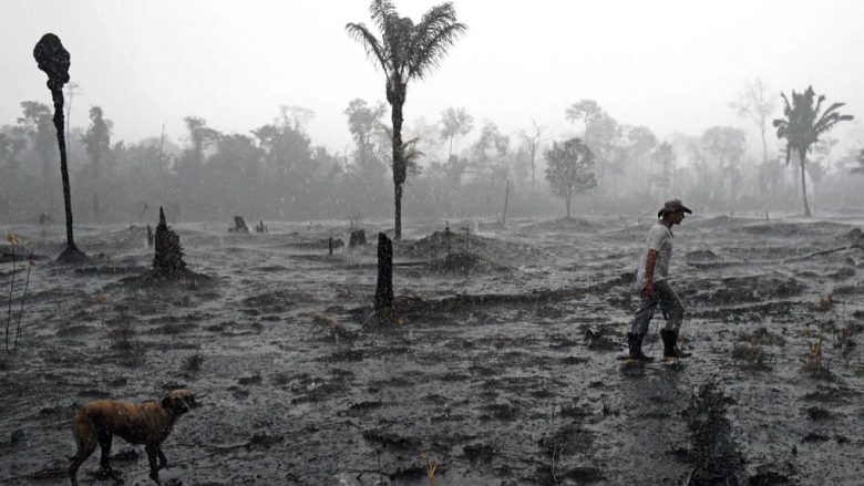 Pyjet e Amazonës po humbasin 800 hektarë në ditë – të reagohet shpejt ose do të jetë vonë!