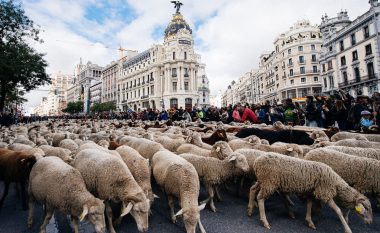 Sot rrugët e Madridit ishin plot me dele, në vend të makinave