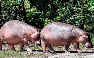 Kolumbia në hall me shumimin e hipopotameve, ka filluar me sterilizimin e tyre – për herë të parë ato u importuan ilegalisht nga Pablo Escobar