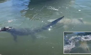 Peshkaqeni sulmon aligatorin, para turistëve të cilët kapën pamjet e ngjarjes së ndodhur në ujërat e Karolinës së Jugut në SHBA