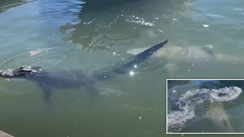 Peshkaqeni sulmon aligatorin, para turistëve të cilët kapën pamjet e ngjarjes së ndodhur në ujërat e Karolinës së Jugut në SHBA