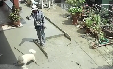Pamjet kapin momentin qesharak kur qeni vrapon në betonin e sapo shtruar duke lënë gjurmët e putrave