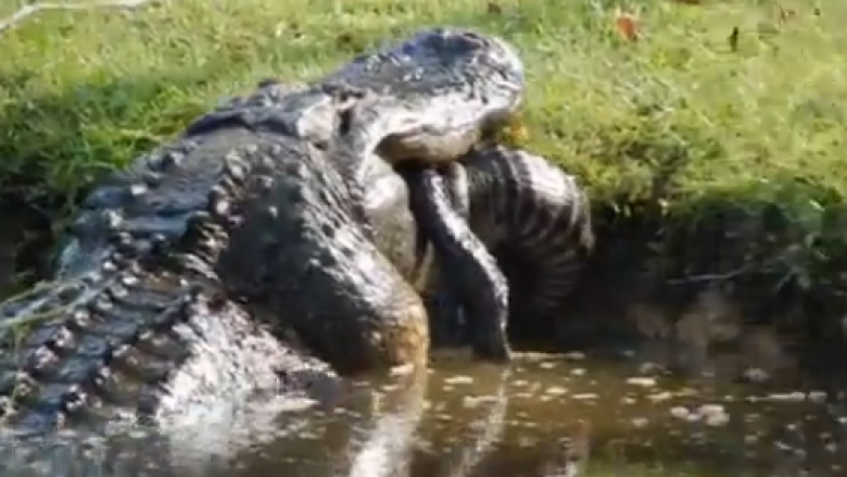 Aligatori i madh që ha një aligator më të vogël – pamje që tregojnë se sa të ‘pamëshirshëm’ janë ata
