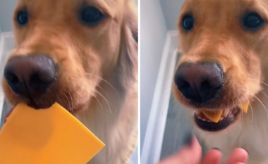 Pronari i ofroi qenit një kafshatë djathë, veprimi i kafshës bëhet viral