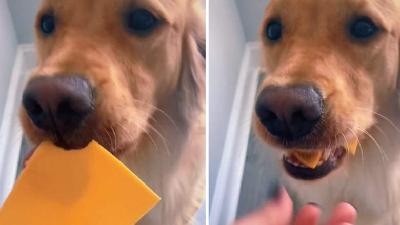 Pronari i ofroi qenit një kafshatë djathë, veprimi i kafshës bëhet viral